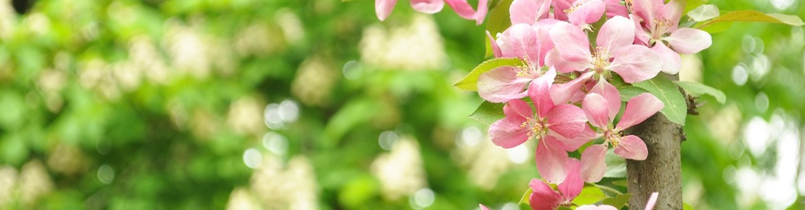 Les 5 variétés de pommiers les plus faciles à cultiver