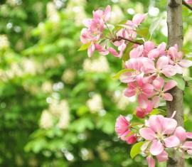 Les 5 variétés de pommiers les plus faciles à cultiver