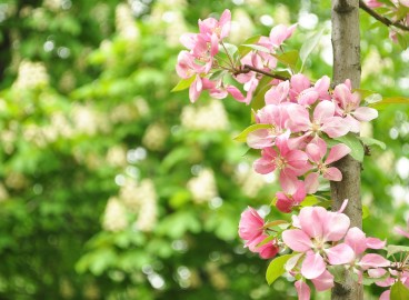 Les 5 variétés de pommiers les plus faciles à cultiver