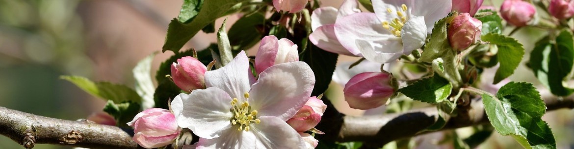 Planter des pommiers au printemps et en automne dans la région de Moscou : choix de la variété et conseils d’entretien