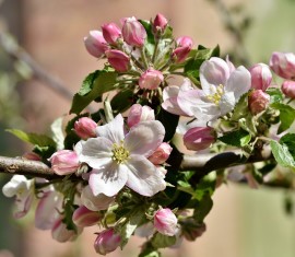 Planter des pommiers au printemps et en automne dans la région de Moscou : choix de la variété et conseils d’entretien