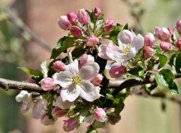 Planter des pommiers au printemps et en automne dans la région de Moscou : choix de la variété et conseils d’entretien