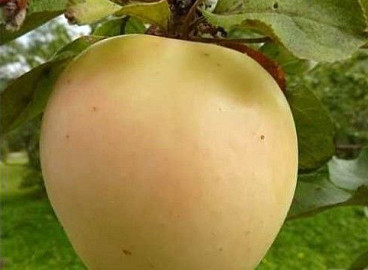 Pommier Riga Golubok : caractéristiques de la variété et entretien