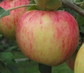 Pommier « Yablochny Spas » : caractéristiques de la variété et entretien