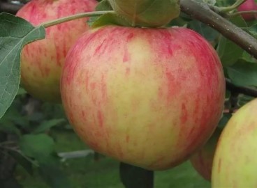 Pommier « Yablochny Spas » : caractéristiques de la variété et entretien