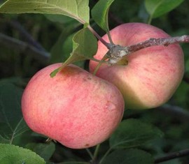 Pommier Rumyanka Sverdlovsk : caractéristiques de la variété et entretien