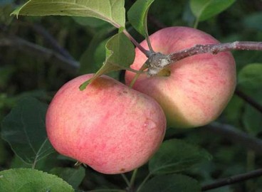 Pommier Rumyanka Sverdlovsk : caractéristiques de la variété et entretien