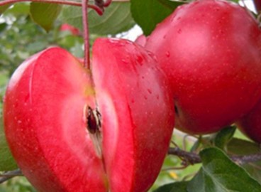 L'ère du pommier : caractéristiques de la variété et entretien
