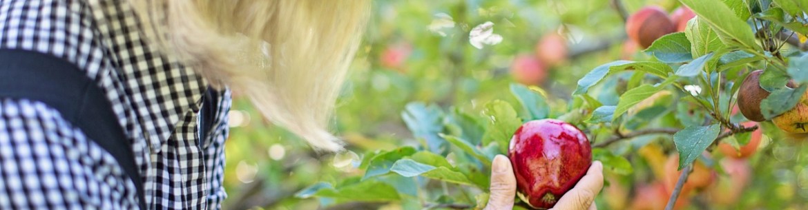 Comment utiliser le bitume pour traiter les arbres lors de la taille