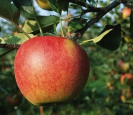 Pommier Marina : caractéristiques de la variété et entretien