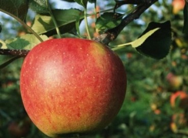 Pommier Marina : caractéristiques de la variété et entretien