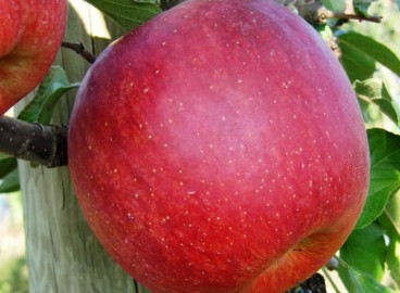 Pommier Fuji : Variété et conseils d’entretien