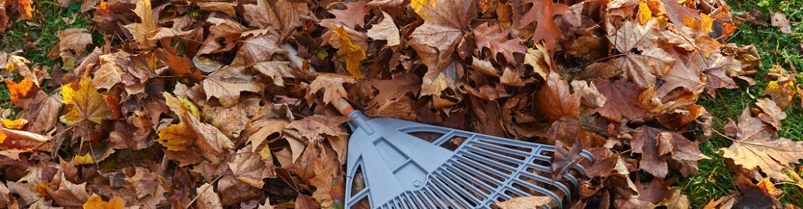 Comment traiter le sol en automne contre les maladies et les ravageurs