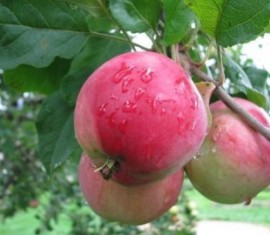 Pommier Bryanskoye : caractéristiques de la variété et entretien