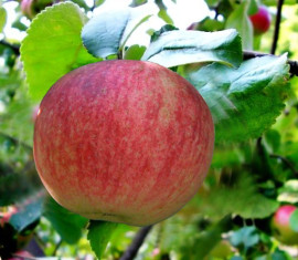 Pommier 'Konfetnoye' : caractéristiques de la variété et entretien