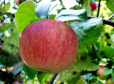 Pommier 'Konfetnoye' : caractéristiques de la variété et entretien