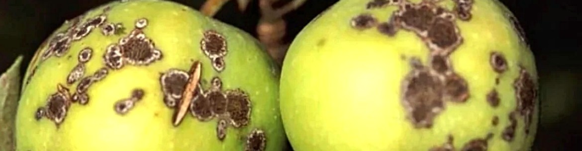 Tavelure du pommier : photos, description et traitement