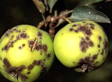 Tavelure du pommier : photos, description et traitement