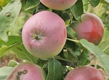 Pommier Cascade : caractéristiques de la variété et entretien