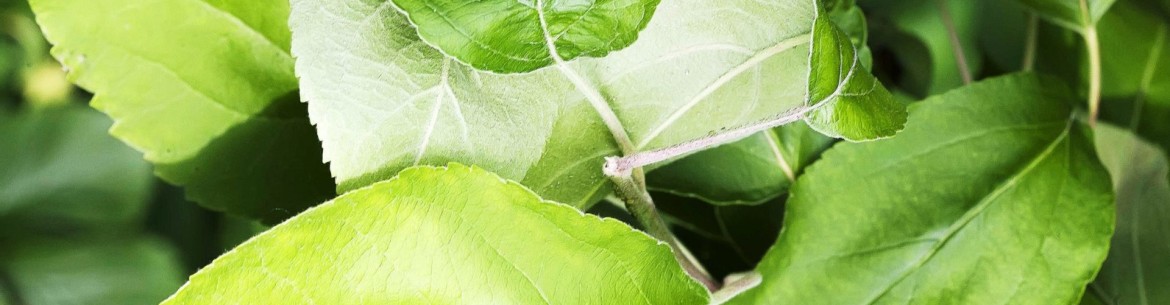 Comment faire fermenter des feuilles de pommier pour le thé