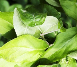 Comment faire fermenter des feuilles de pommier pour le thé
