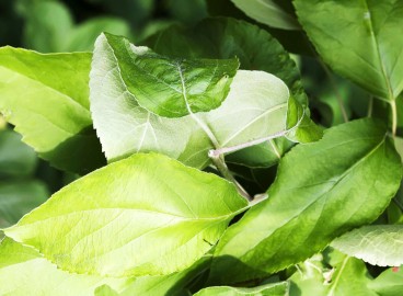 Comment faire fermenter des feuilles de pommier pour le thé