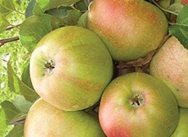 Pommier Garland : caractéristiques de la variété et entretien