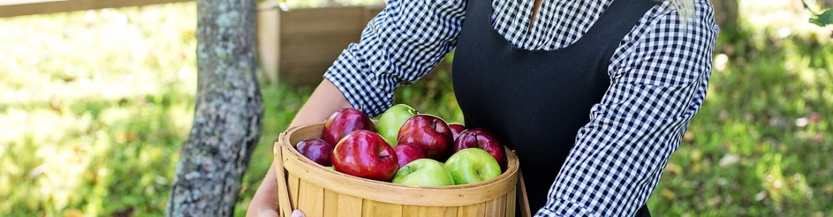 Combien de fois et en quelle année après la plantation un pommier porte-t-il des fruits ?