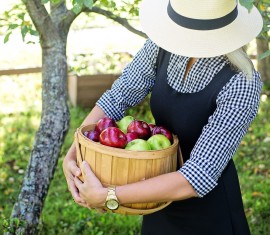 Combien de fois et en quelle année après la plantation un pommier porte-t-il des fruits ?