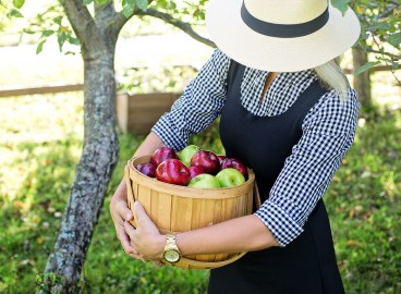 Combien de fois et en quelle année après la plantation un pommier porte-t-il des fruits ?