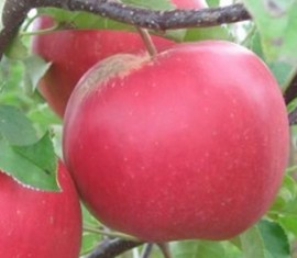 Pommier Firebird : caractéristiques de la variété et entretien