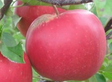 Pommier Firebird : caractéristiques de la variété et entretien