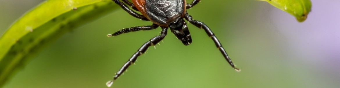 Comment se débarrasser des tiques dans son jardin
