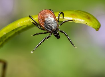 Comment se débarrasser des tiques dans son jardin
