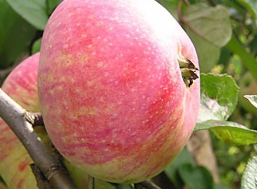 Pommier Druzhba Narodov : caractéristiques de la variété et entretien