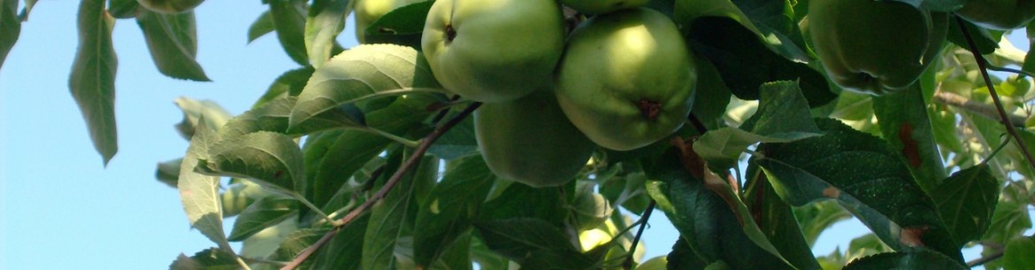 Pourquoi les pommiers ne prennent-ils pas racine dans mon jardin ?