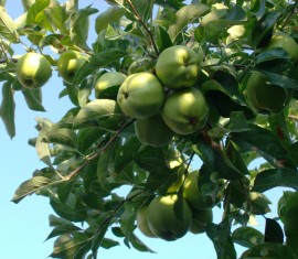 Pourquoi les pommiers ne prennent-ils pas racine dans mon jardin ?
