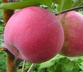 Pommier Surkhurai : caractéristiques de la variété et entretien