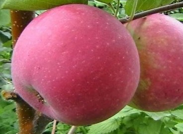 Pommier Surkhurai : caractéristiques de la variété et entretien