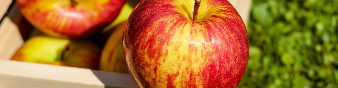 Apple tree cuttings: harvesting, rooting, or grafting