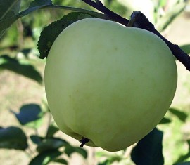 Pommier Champagne : caractéristiques de la variété et entretien
