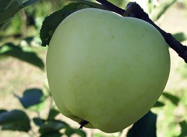 Pommier Champagne : caractéristiques de la variété et entretien