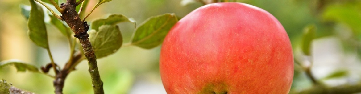 Pourquoi les gens enterrent-ils des clous rouillés sous les pommiers ?