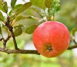 Pourquoi les gens enterrent-ils des clous rouillés sous les pommiers ?
