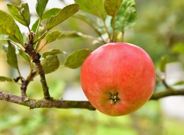 Pourquoi les gens enterrent-ils des clous rouillés sous les pommiers ?