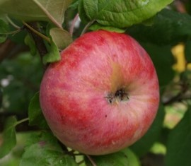 Pommier Zaryanka : caractéristiques de la variété et entretien