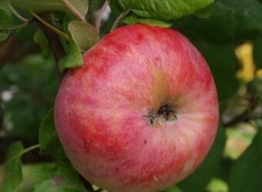 Pommier Zaryanka : caractéristiques de la variété et entretien