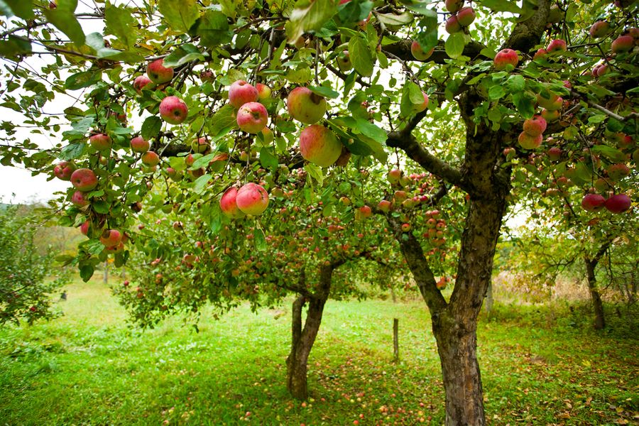Planter des pommiers en Sibérie : choisir une variété, choisir un emplacement et recommandations pour la plantation et l’entretien