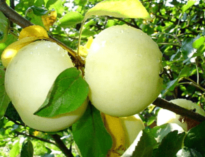 Pommier White Naliv : caractéristiques de la variété et entretien