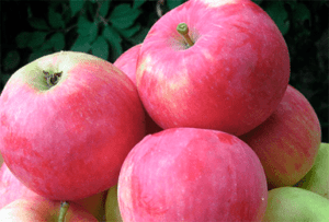 Pommier Mantet : caractéristiques de la variété et entretien